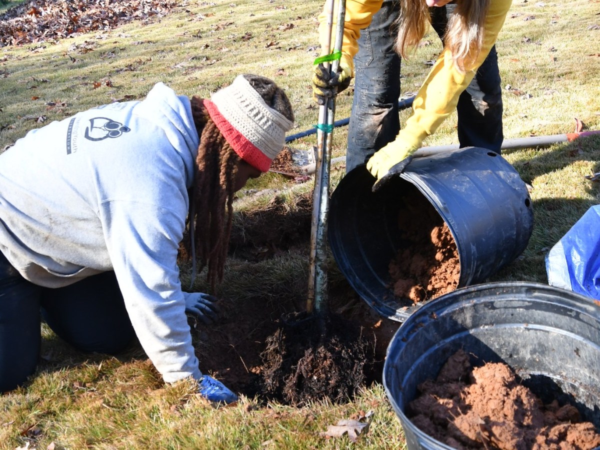 Tucker residents can get free shade trees through new program